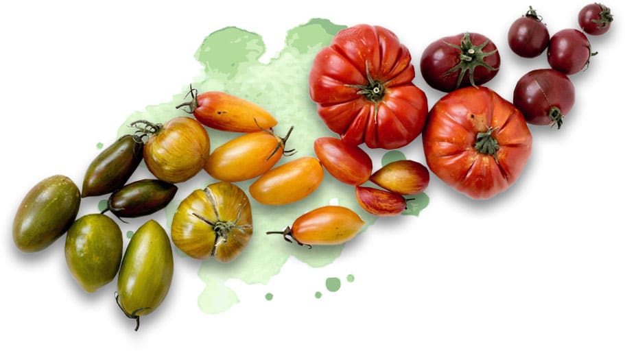 Gemüse Großhandel, Gemüselieferant, Lebensmittel Großhandel